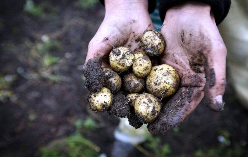 agricultura